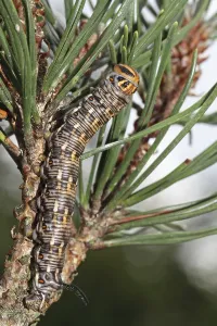 Insect Metamorphosis Stages Prints: Pine Hawk Moth