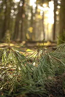 Atmospheric Evening Scene Prints: Pine needles in the evening light