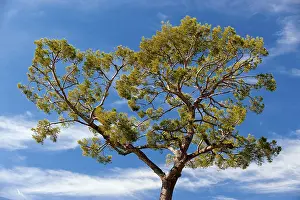 Coniferous Trees Prints: Pine, pine tree (Pinaceae), pine