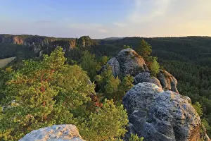 Elbe Sandstone Mountains Landscape Prints: Pine (Pinus) on sandstone rock