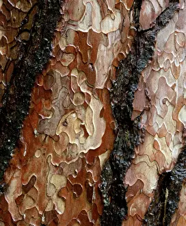 Close Up Pine Bark Prints: Pine tree bark