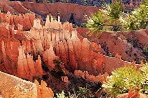 American Tourist Attraction Prints: Pine trees frame the view of gently eroded rock faces bathed in light and shadow