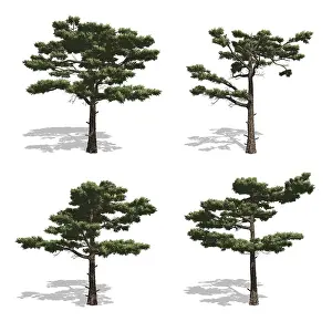 Coniferous Tree Photo Prints: Pine trees, isolated on white background