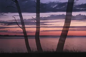 Northern Germany Landscape Prints: Pine trees on the lagoon at sunset