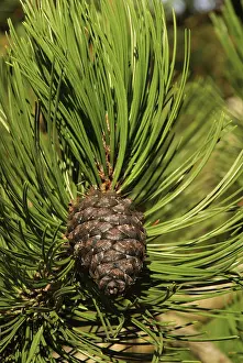 Pinaceae Family Trees Prints: Pine twig