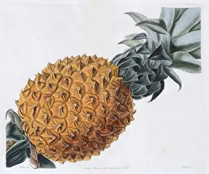 Exotic Tropical Fruits Images Prints: Pineapple Fruit (Ananas comosus)