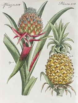 Pineapple Print, Hand-Colored Copper Engraving