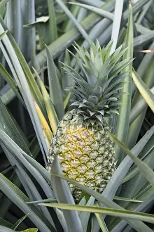 Tropical Fruit Cultivation Prints: Pineapple (pineapple comosus), pineapple field