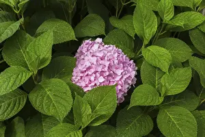 Lacecap Hydrangea Images Prints: Pink Bigleaf Hydrangea (Hydrangea macrophylla)