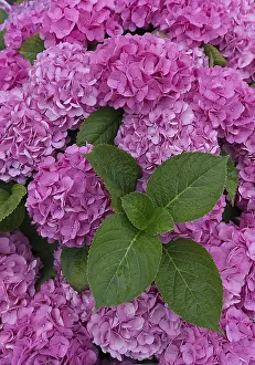 European Garden Flowers Prints: Pink flowering Bigleaf Hydrangea (Hydrangea macrophylla)