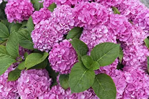 Bigleaf Hydrangea Prints: Pink flowering Bigleaf Hydrangea (Hydrangea macrophylla)