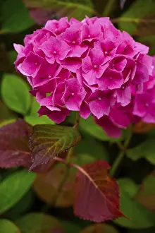 United Kingdom Travel Photography Prints: Pink hydrangea flowers with green and brown leaves