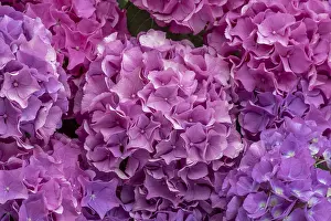 Pink Hydrangea Prints: Pink hydrangea, Hydrangea, format-filling