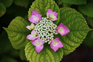 German Summer Flowers Prints: Pink plate hydrangea (Hydrangea)