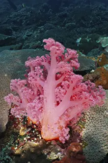 Framed Print : A Pink Tree Coral Print Framed Print : A Pink Tree Coral Print
