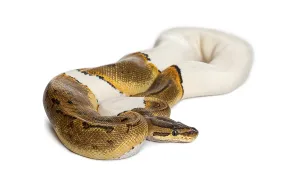 Python Regius Prints: Pinstripe Pied Royal python, ball python