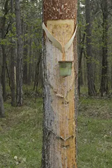 European Black Pine Tree Prints: Pitch trees, Hernstein, Triestingtal valley