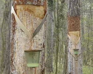 Deserted Pine Forest Prints: Pitch trees, Hernstein, Triestingtal valley