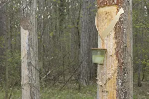 Pine Tree Resin Prints: Pitch trees, Hernstein, Triestingtal valley