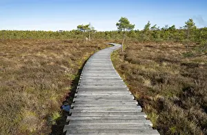 Black Moor Bavaria Prints: Plank path through the Black Moor