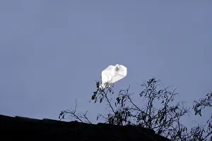 Europe Deserted Landscape Prints: Plastic bag in a tree, Germany