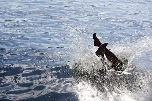 Recreational Water Activities Prints: Playing in the sea