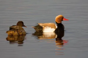 Duck Bird Photography Prints: Plover ducks, pair