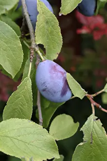 Garden Plants Prints: Plum tree