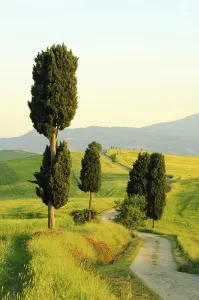 Siena Province Landmark Prints: Podere Terrapille 16
