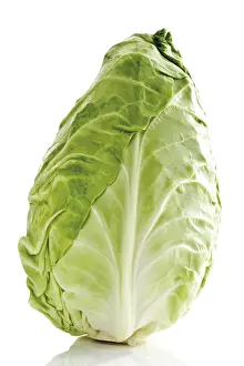 Studio Shot Cabbage Prints: Pointed cabbage, whole head