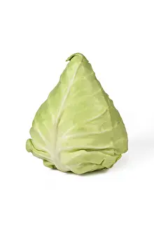 Pointed Cabbage Prints: Pointed cabbage on white background