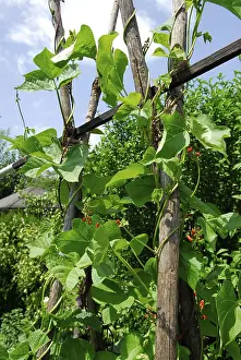 Vegetable Garden Prints: Pole beans