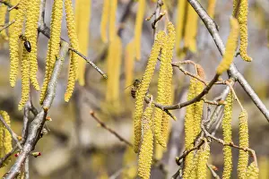 Prints of Pollination by bees earrings hazelnut. Atyrau, Kazakhstan Related Prints: Pollination by Bees Hazelnut Print, Atyrau Kazakhstan