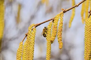 Prints of Pollination by bees earrings hazelnut. Atyrau, Kazakhstan Related Prints: Pollination by Bees Print - Hazelnut in Atyrau, Kazakhstan