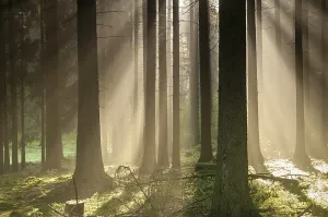 German Countryside Photography Prints: Pollwitz Forest, Thuringia