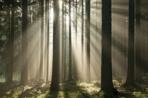 Central Europe Fall Season Prints: Pollwitz Forest, Thuringia