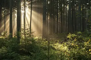 Coniferous Forest Prints: Pollwitz Forest, Thuringia