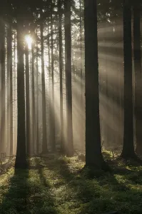 German Countryside Scenery Prints: Pollwitzer Wald, Thuringia