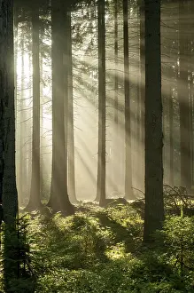 Foggy German Countryside Prints: Pollwitzer Wald, Thuringia