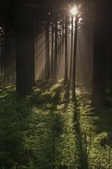 Central Europe Fall Season Prints: Pollwitzer Wald, Thuringia