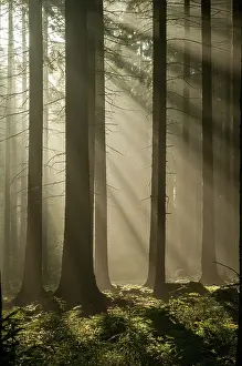 German Countryside Landscapes Prints: Pollwitzer Wald, Thuringia