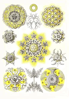 Nineteenth Century Woodcuts Prints: Polycyttaria, Association Rays