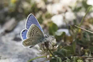 Diurnal Flying Insect Prints: Polyommatus dorylas (Mannchen)