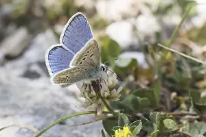 Wildlife Natural Environment Photos Prints: Polyommatus dorylas (Mannchen)