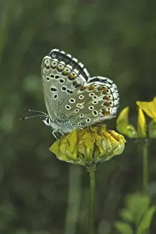 Butterfly Species Prints: Polyommatus hispana
