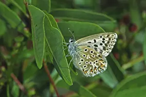 Natural Environment Butterflies Prints: Polyommatus hispana