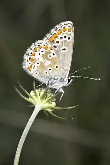 Central Europe Insects Prints: Polyommatus icarus, crested blue