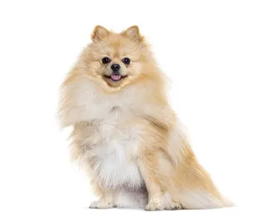 Purebred Dog Breed Images Prints: Pomeranian looking at the camera