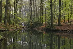 Northern Germany Forest Scenery Prints: Pond landscape with deciduous forest in spring
