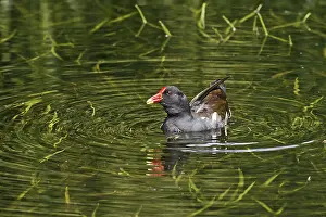 Aquatic Birds Prints: Pondgrouse